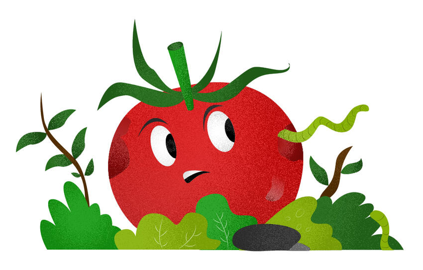 Tomato Illustration